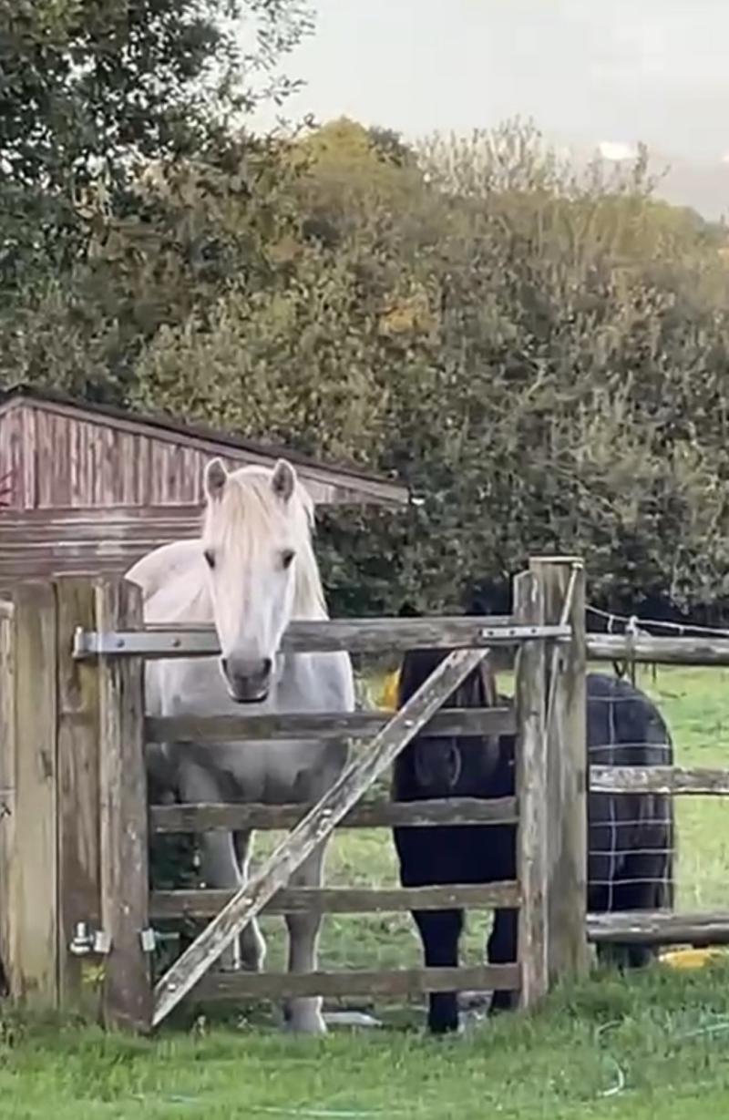 Choose The Ideal Christmas Gift From Great Britain's Favourite Armoury Antiques & Collector's Shop. Some of The Best Ideas You Could Imagine, For Both Christmas & New Year, Have Come From The Lanes Armoury’. Our 105th Christmas in Brighton